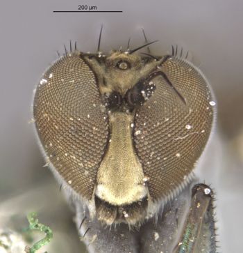 Media type: image;   Entomology 12936 Aspect: head frontal view